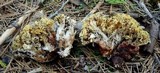 Ramaria vinosimaculans image