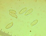 Ramaria vinosimaculans image