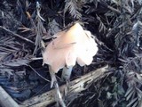 Hygrocybe calyptriformis var. calyptriformis image