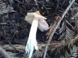 Hygrocybe calyptriformis var. calyptriformis image