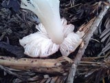 Hygrocybe calyptriformis var. calyptriformis image