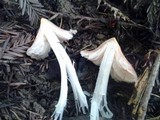 Hygrocybe calyptriformis var. calyptriformis image