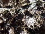Lasallia pustulata image