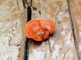 Pycnoporus sanguineus image