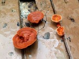 Pycnoporus sanguineus image
