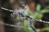Pseudevernia cladonia image