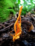 Clavulinopsis aurantiocinnabarina image