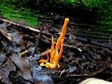 Clavulinopsis aurantiocinnabarina image