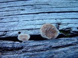 Lentinus strigosus image