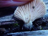 Lentinus strigosus image