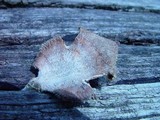 Panus neostrigosus image