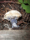 Hydnellum suaveolens image