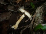 Agaricus comtulus image