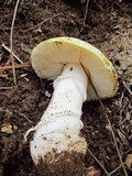 Amanita aprica image