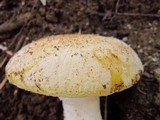 Amanita aprica image