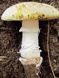 Amanita aprica image