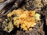 Ramaria vinosimaculans image