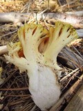 Ramaria vinosimaculans image