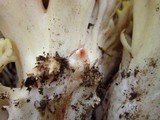 Ramaria vinosimaculans image