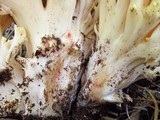 Ramaria vinosimaculans image