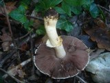 Agaricus phaeolepidotus image