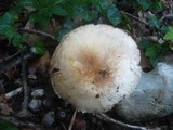 Agaricus phaeolepidotus image