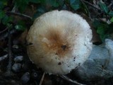 Agaricus phaeolepidotus image