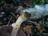 Agaricus phaeolepidotus image