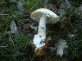 Amanita argentea image