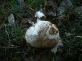 Amanita argentea image