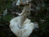 Amanita argentea image