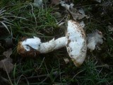 Amanita argentea image