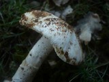 Amanita argentea image