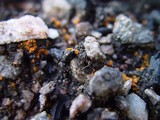 Anthracobia melaloma image