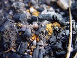 Anthracobia melaloma image
