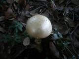 Amanita echinocephala image