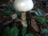 Amanita echinocephala image