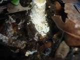 Amanita echinocephala image