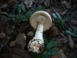 Amanita echinocephala image