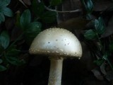 Amanita echinocephala image