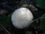Amanita echinocephala image