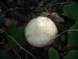 Amanita echinocephala image