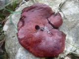 Rubroboletus dupainii image