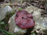 Rubroboletus dupainii image