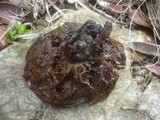 Rubroboletus dupainii image