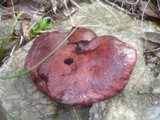 Rubroboletus dupainii image