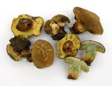 Boletus chrysenteron image