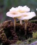 Lichenomphalia umbellifera image