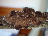 Porostereum spadiceum image