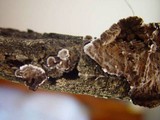Porostereum spadiceum image